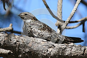 Common Nighthawk Perched on a Branch