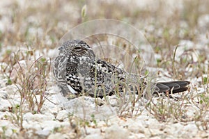 Common Nighthawk Perched on Ground - Texas