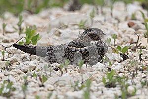 Common Nighthawk Perched on Ground - Texas
