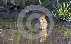 Common Nightingale, Greece