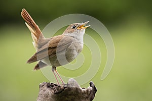 Common Nightingale Luscinia megarhynchos, beautiful small orange songbird with long turned up tail, standing on on branch.