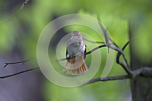 Common Nightingale perched in a tree in a city park in Berlin Germany.