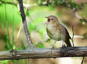 Singing nightingale bird on tree