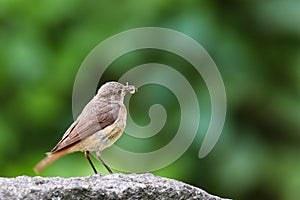 Common nightingale or simply nightingale Luscinia megarhynchos songbird perched eating insect on stone rock