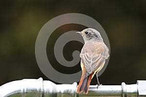 Common nightingale or simply nightingale Luscinia megarhynchos songbird sitting perched singing on metal water pipe