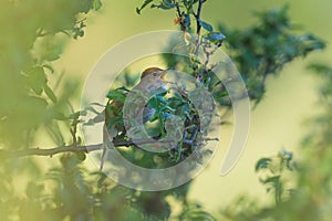 A common nightingale sitting in a bush