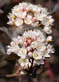 Common ninebark, Physocarpus opulifolius