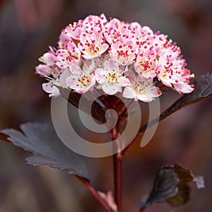 Common ninebark, Physocarpus opulifolius