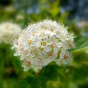 Common ninebark (Physocarpus opulifolius)