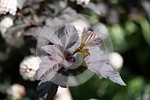 Common ninebark Physocarpus opulifolius a Diabolo, red leaves