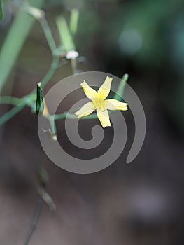 Common nipplewort (Lapsana communis)