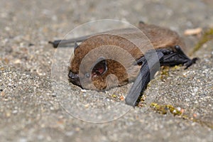 Common Noctule Nyctalus noctula