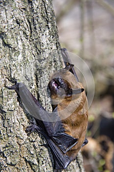 Bat on tree