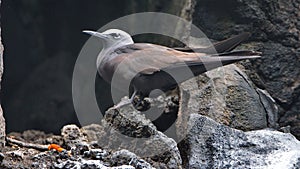 Common noddy on a rock photo