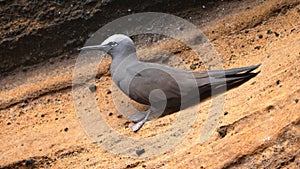 Common noddy on a rock photo