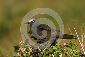 Common noddy, Anous stolidus