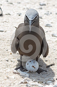 Common Noddy on Michaelmas Cay