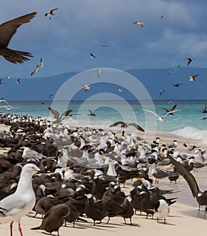 Common Noddy on Michaelmas Cay