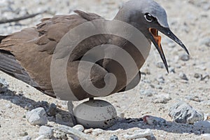 Common Noddy on Michaelmas Cay