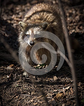 Common North American Raccoon