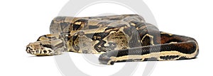 Common Northern Boa, Boa constrictor imperator