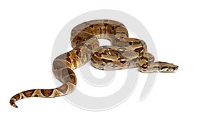 Common Northern Boa, Boa constrictor imperator photo