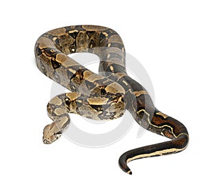 Common Northern Boa, Boa constrictor imperator