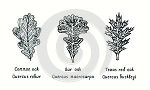 Common oak, Bur oak Quercus macrocarpa and Texas Red Oak  Quercus buckleyi leaf. Ink black and white doodle drawing