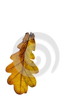 Common oak leaf in fall, closeup