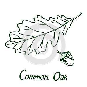 Common Oak Quercus Leaf and acorn, hand drawn doodle