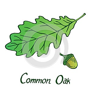 Common Oak Quercus Leaf and acorn, hand drawn doodle, sketch