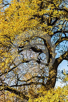 Common oak Quercus robur