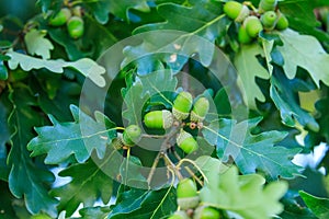 Common oak, Quercus robur, also known as European or English oak. Detail of green acorns covered by green leaves.