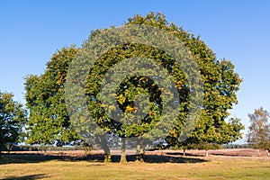 Common oak, Quercus robur, in autumn, Netherlands