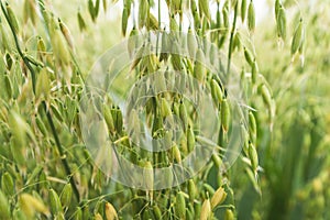 Common oat crop plantation field, closeup