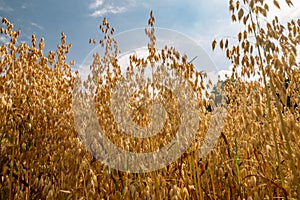 Common oat growing in a oat field