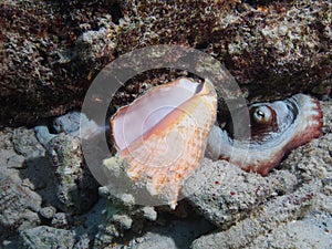 Common octopi with conch shell