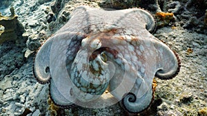 Common octopus