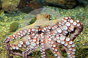 Common octopus