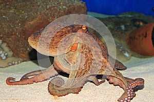 Common octopus