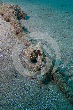 COMMON OCTOPUS