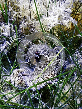 Common Octopus Camouflaged (Octopus vulgaris photo