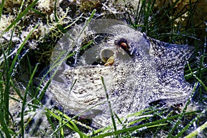 Common Octopus Camouflaged (Octopus vulgaris photo