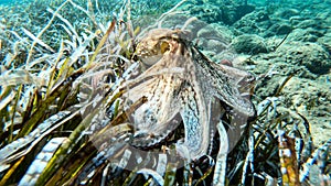 Common octopus camouflaging on algae underwater
