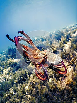 Common Octopus Flight (Octopus vulgaris