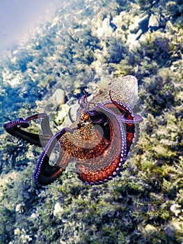 Common Octopus Flight (Octopus vulgaris