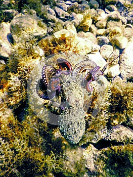 Common Octopus Flight (Octopus vulgaris