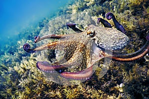 Common Octopus Flight (Octopus vulgaris
