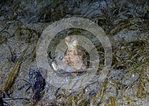 A Common Octopus (Octopus cyanea) in Florida