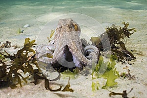 Common Octopus Octopus vulgaris